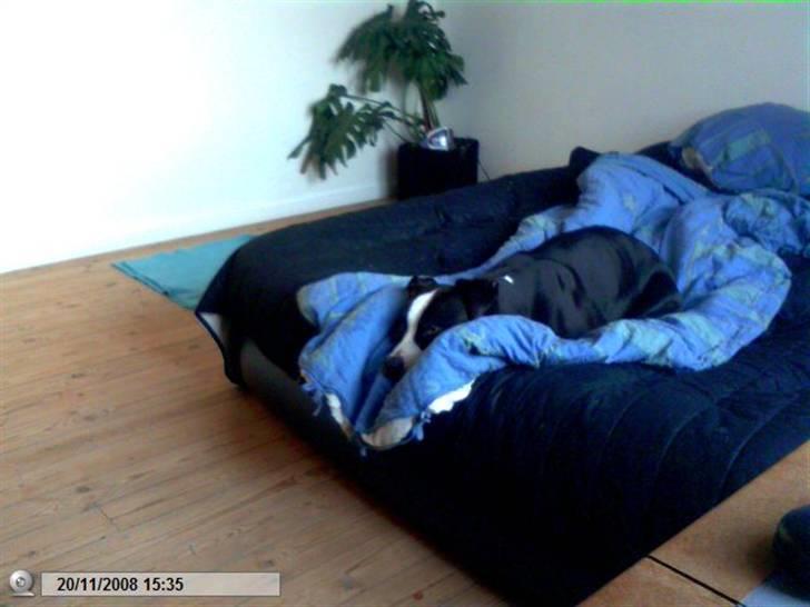 Amerikansk staffordshire terrier chili - Zzzz ja det er det hun er bedst billede 4