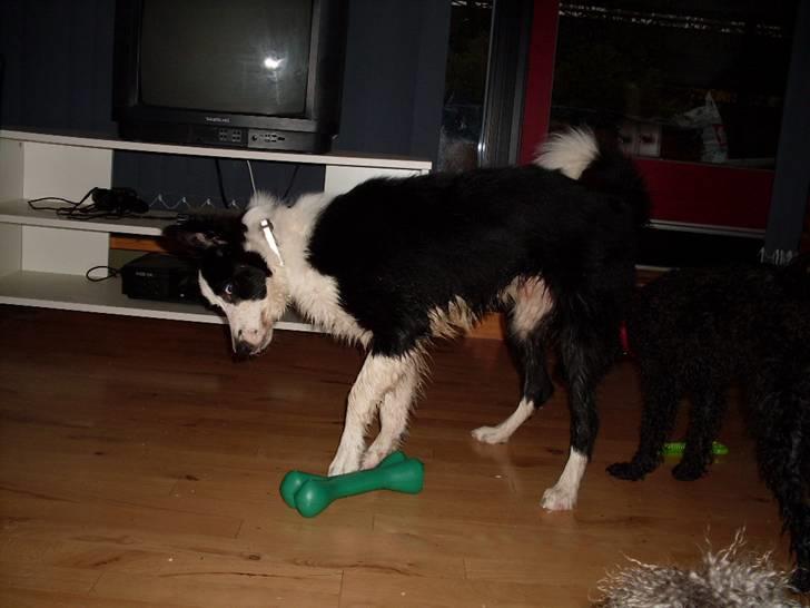 Border collie Chanti *nyt hjem* billede 19