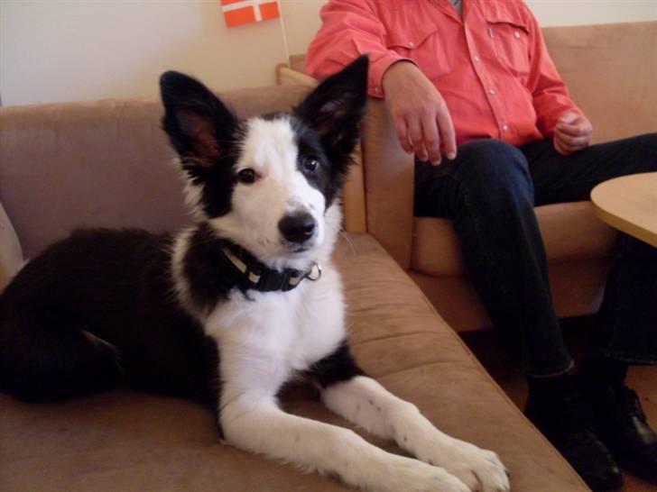 Border collie Chanti *nyt hjem* billede 20