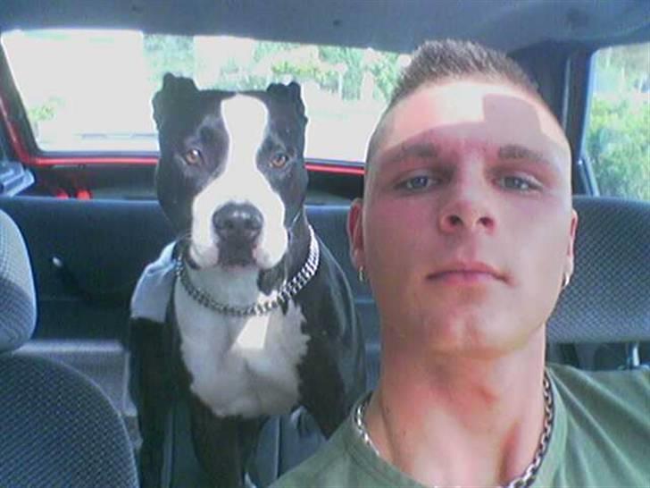 Amerikansk staffordshire terrier chili - chili og gammel bekendt billede 5