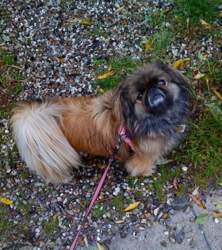 Pekingeser blaesy billede 8