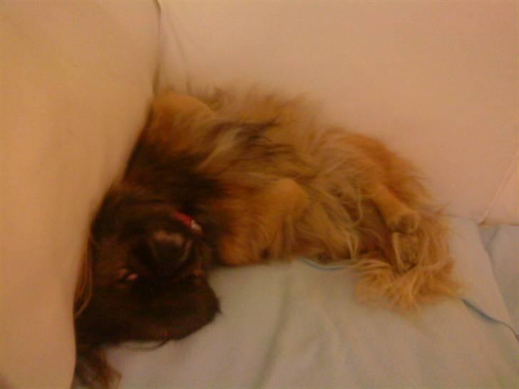 Pekingeser blaesy billede 9