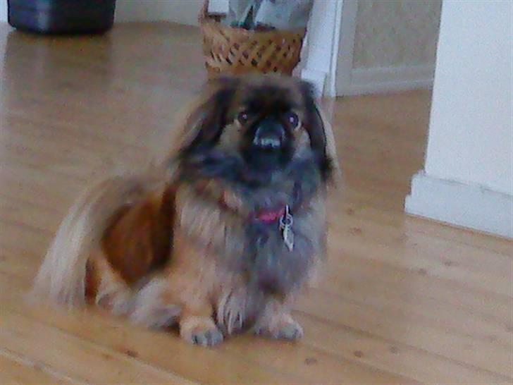 Pekingeser blaesy billede 10