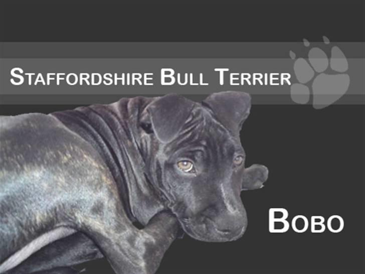Staffordshire bull terrier Bobo billede 1