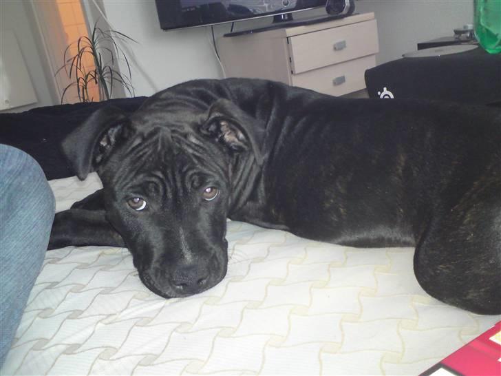 Staffordshire bull terrier Bobo billede 2