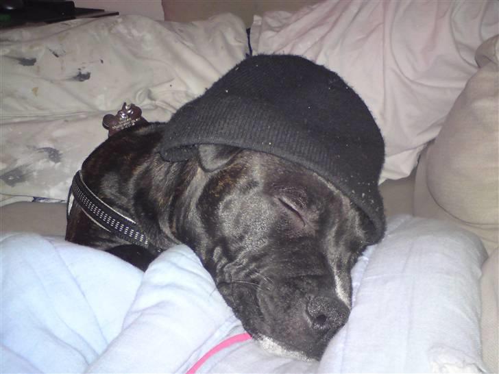 Staffordshire bull terrier Bobo billede 3