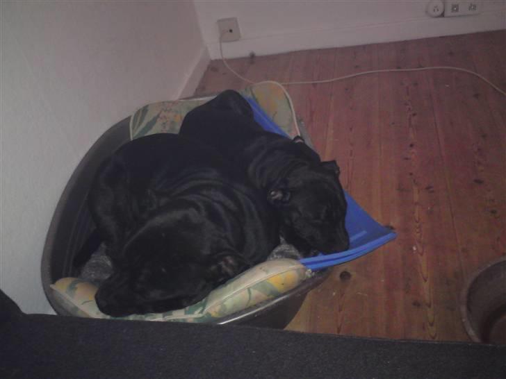 Staffordshire bull terrier Bobo - Bobo og Far elvis  billede 4