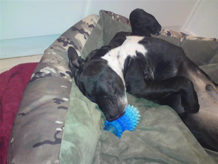 Staffordshire bull terrier Bobo billede 5