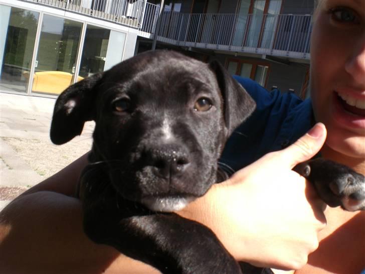 Staffordshire bull terrier Bobo billede 6