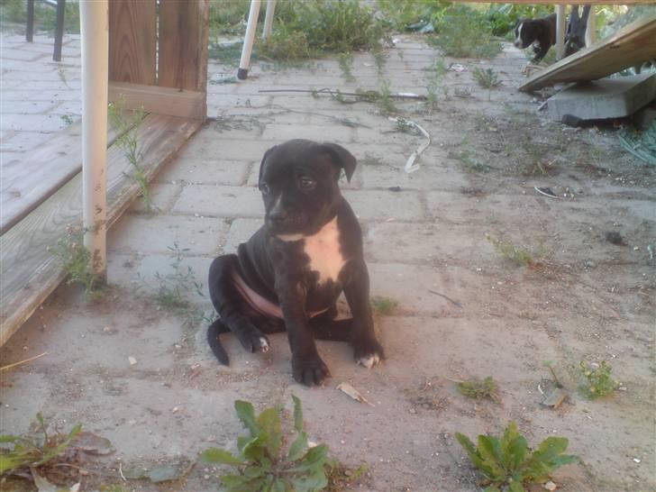 Staffordshire bull terrier Bobo billede 7