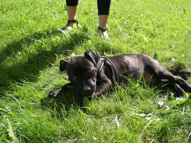 Staffordshire bull terrier Bobo billede 8