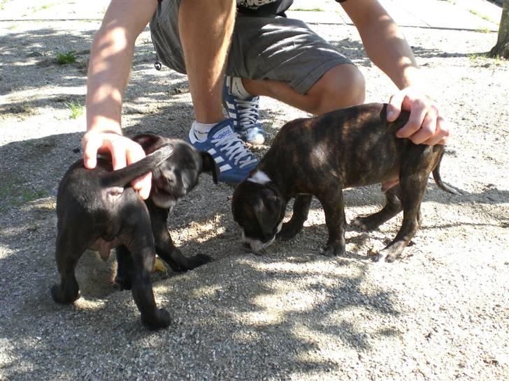 Staffordshire bull terrier Bobo billede 9