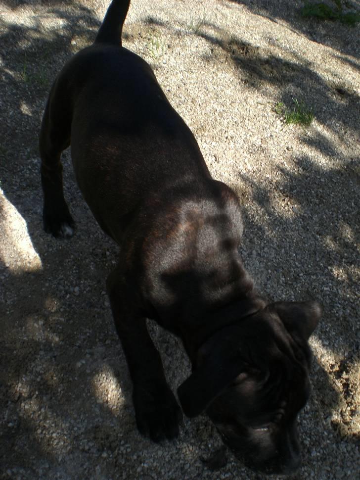 Staffordshire bull terrier Bobo billede 10