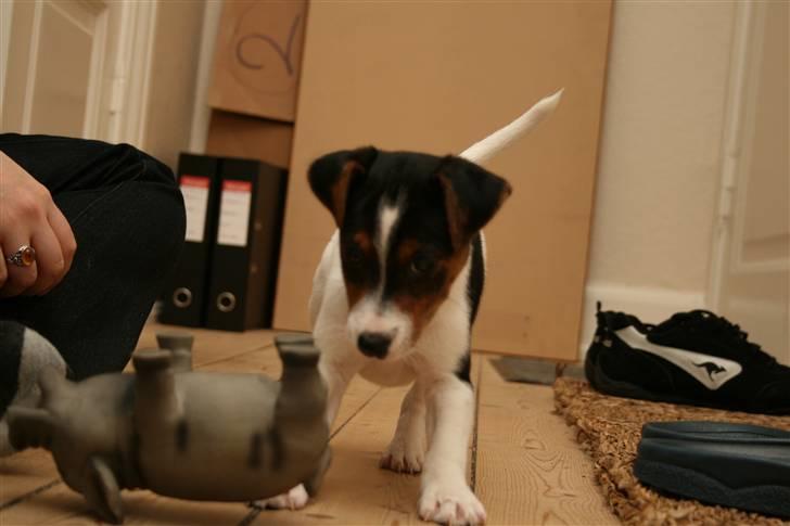 Dansk svensk gaardhund Pondus - Pondus da han var helt "ny" billede 3