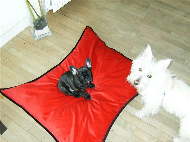 Fransk bulldog Bella - Min "storebror" Magnus og jeg :) billede 7