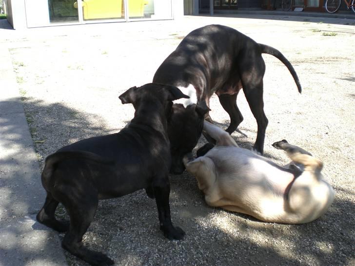 Staffordshire bull terrier Bobo billede 11