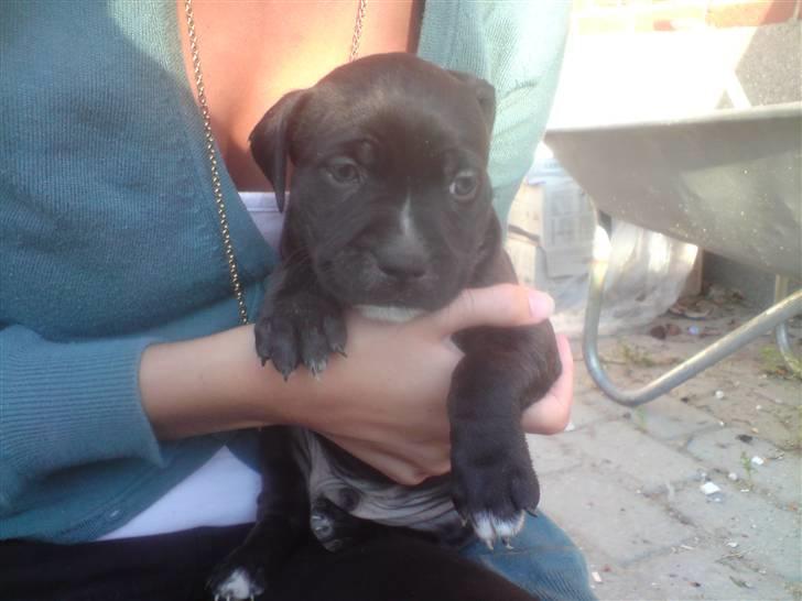 Staffordshire bull terrier Bobo billede 12