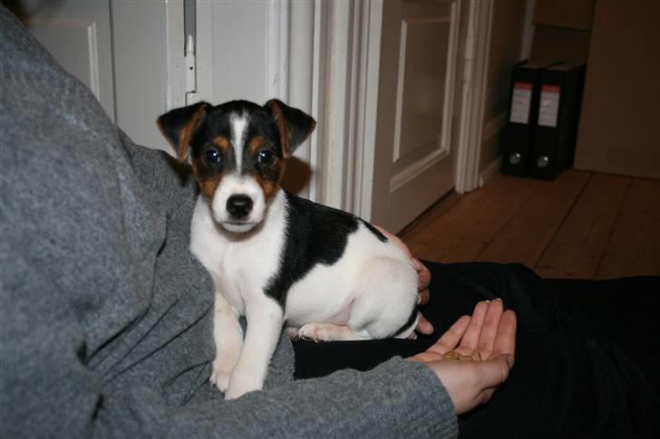 Dansk svensk gaardhund Pondus - Pondus da han var helt "ny" billede 4