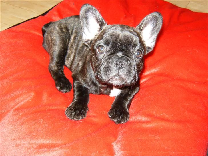 Fransk bulldog Bella billede 8