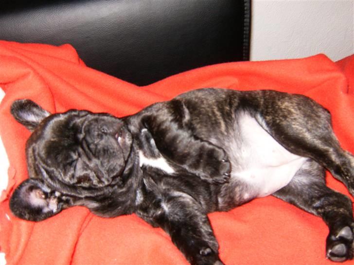 Fransk bulldog Bella - Får mig lige en lille lur billede 9