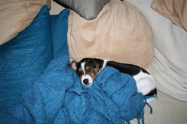 Dansk svensk gaardhund Pondus billede 5