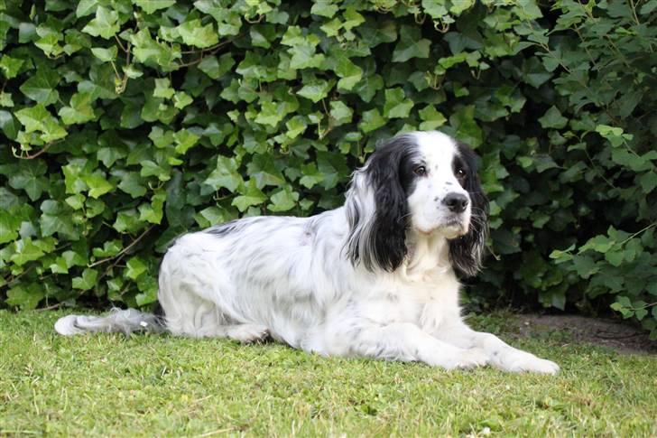 Blanding af racer Lady - Velkommen til Lady´s profil :D billede 1