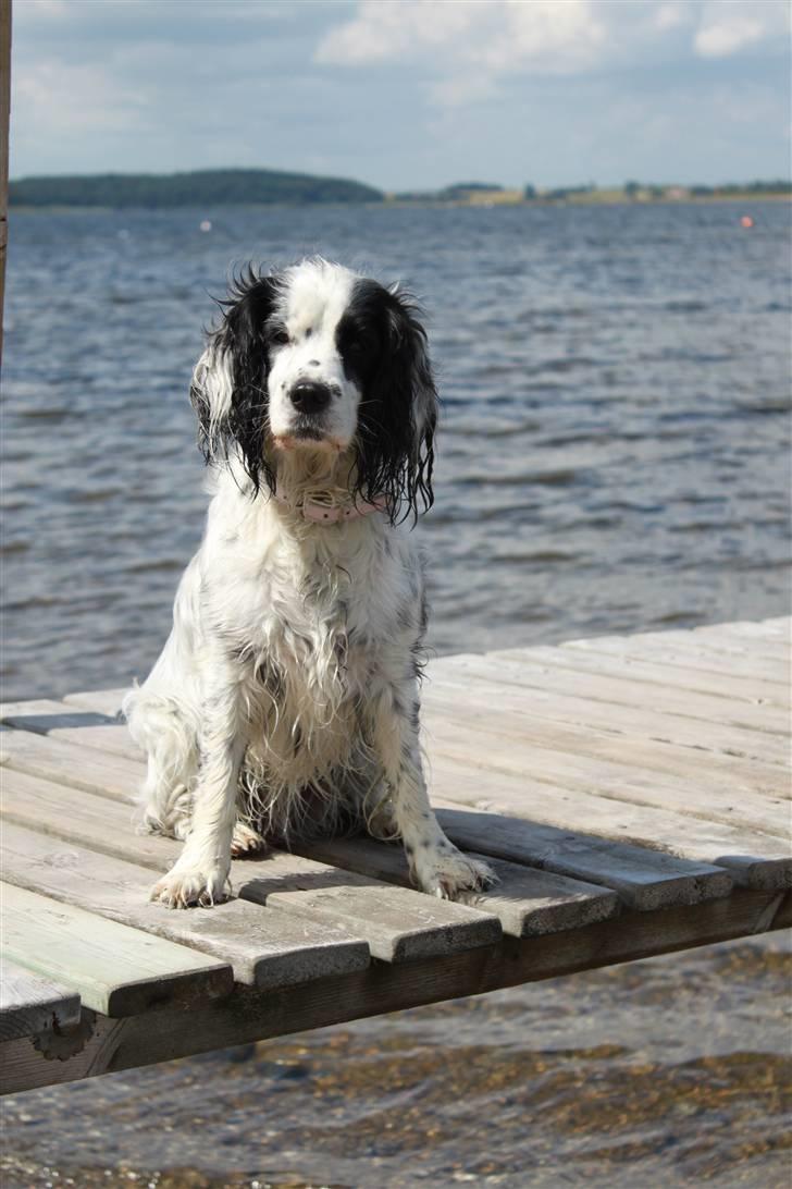 Blanding af racer Lady - Lady på badebroen en dejlig solskinsdag billede 2