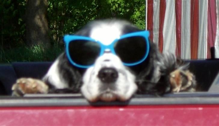 Blanding af racer Lady - Coool Lady! billede 3