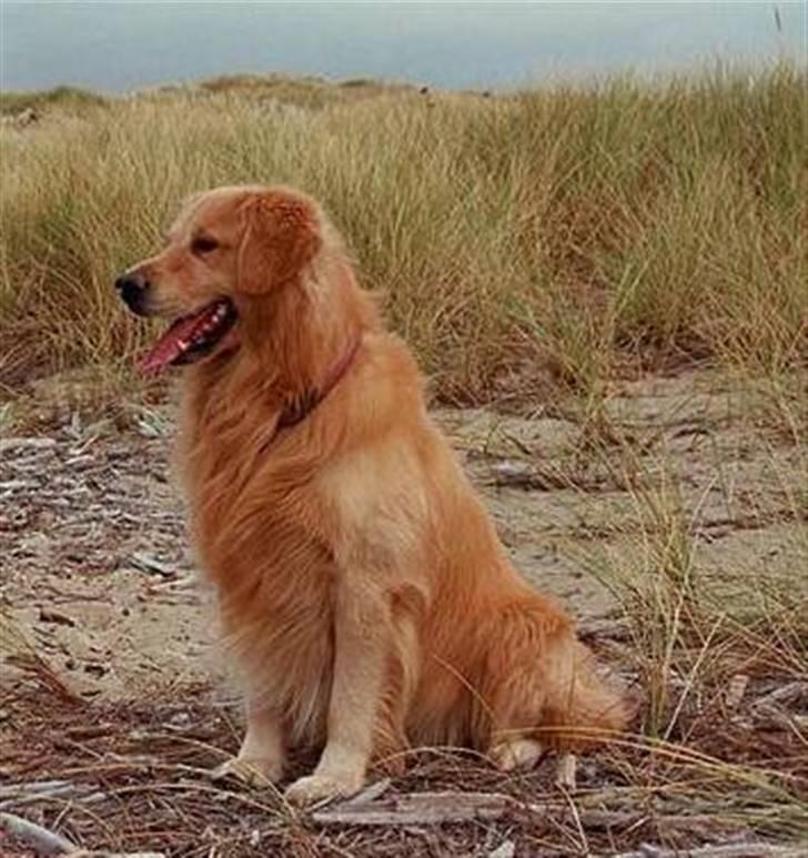 Golden retriever Zorba - Dette er det samme billede som det førsta, har bare klipet i det. billede 5
