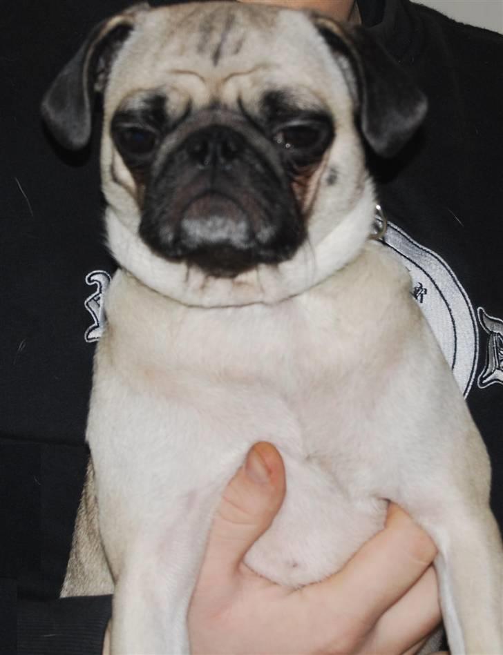 Mops Lola - Hun er pæn træt ;) billede 7