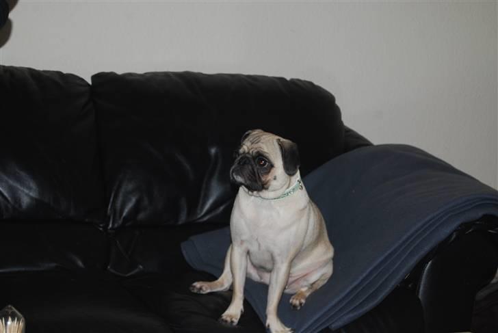 Mops Lola - Hvis det skal være på den måde, så kan jeg da også bare sætte mig længst væk i sofaen :p billede 8