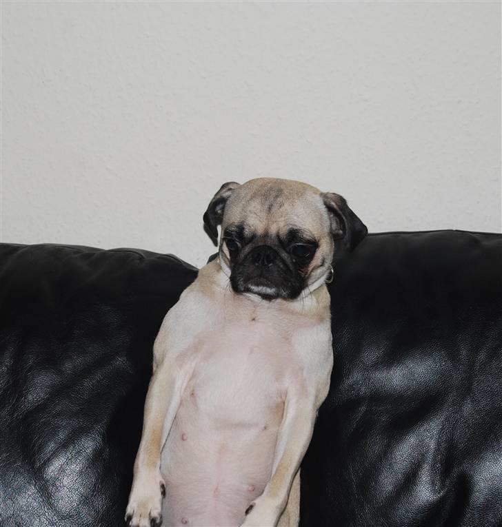 Mops Lola - Hvor er hun dygtig ;) billede 9