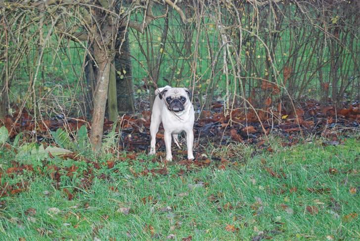 Mops Lola - Lola som elsker at være ude :D billede 10