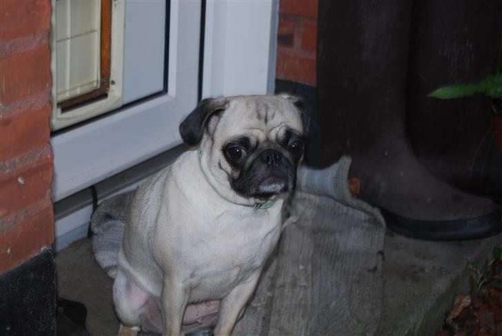 Mops Lola - Jah nu vil jeg altså gerne IND! billede 11