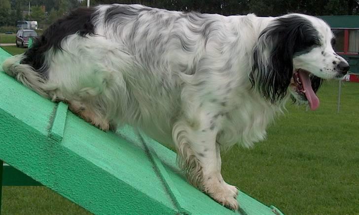 Blanding af racer Lady - Agility kan også være kedeligt når man skal stå stille og få taget billeder billede 4