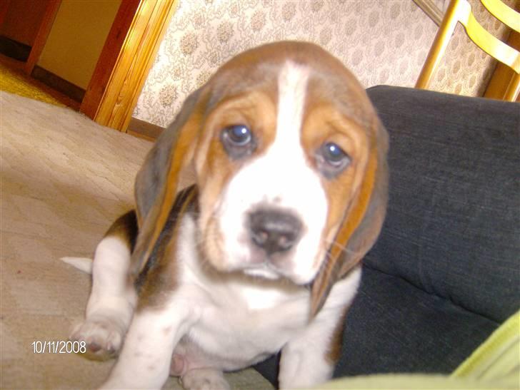 Beagle Diesel billede 10