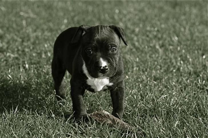 Staffordshire bull terrier Tjalfe billede 1