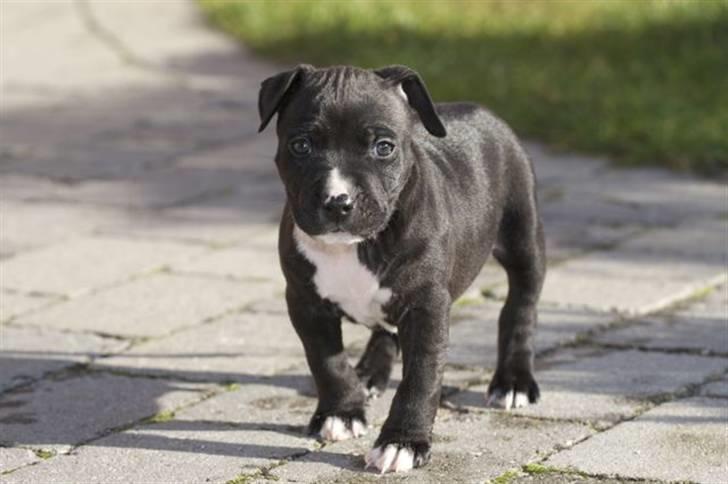 Staffordshire bull terrier Tjalfe billede 3