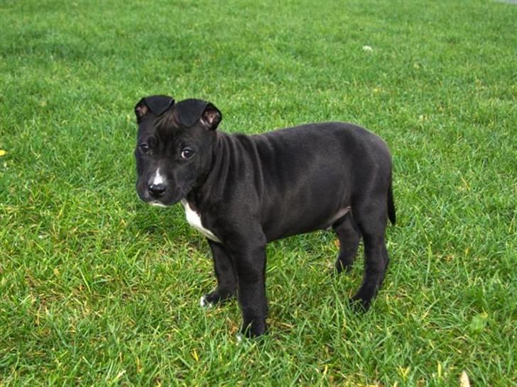 Staffordshire bull terrier Tjalfe billede 4