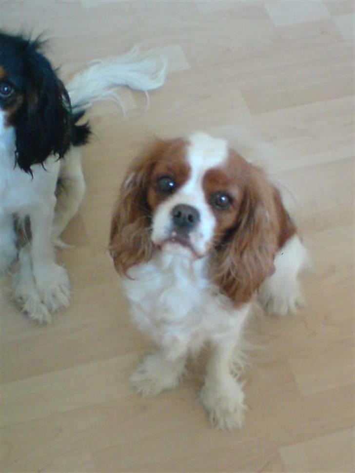 Cavalier king charles spaniel Herdis <3 billede 15