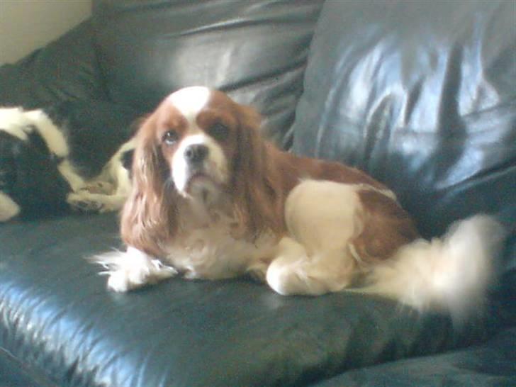 Cavalier king charles spaniel Herdis <3 billede 16