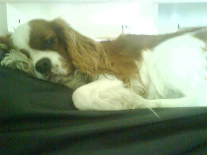 Cavalier king charles spaniel Herdis <3 billede 17