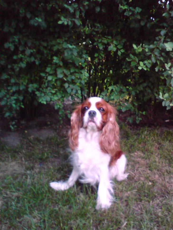 Cavalier king charles spaniel Herdis <3 billede 18