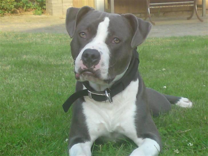 Amerikansk staffordshire terrier Commando Aio billede 10