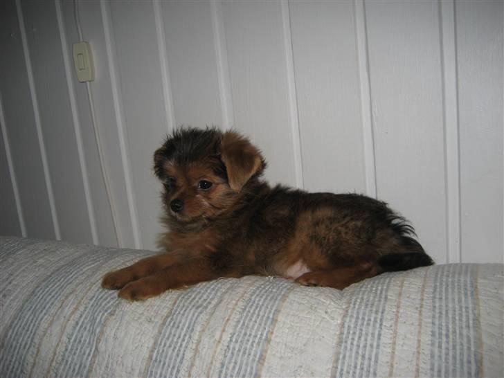 Blanding af racer Nuggie - Nuggie har fundet en god plads på sofaens ryglæn billede 4