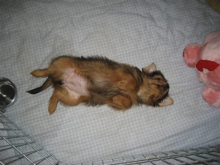 Blanding af racer Nuggie - Så slapper vi af ;o) billede 5