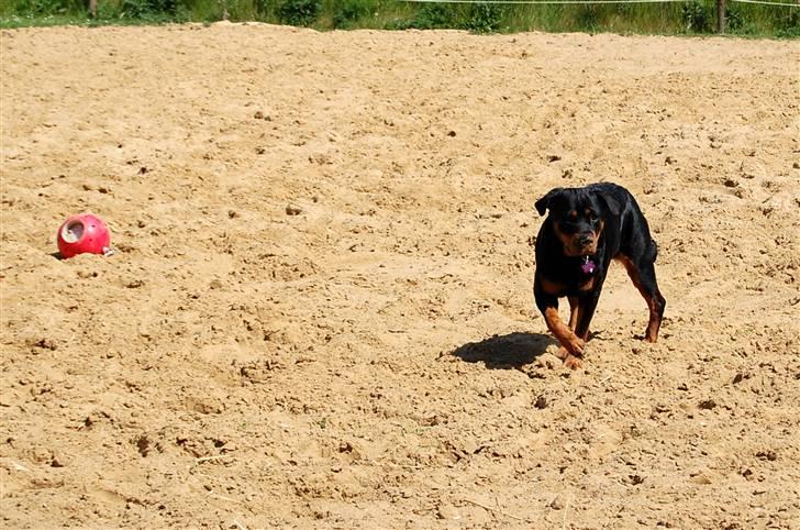 Rottweiler Maddie billede 1