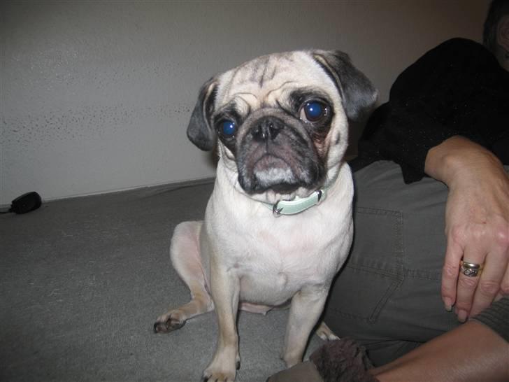 Mops Lola - Hej ;) billede 12