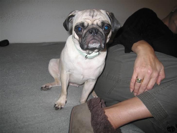 Mops Lola - Uha nu er jeg altså ved at blive træt igen :( billede 13