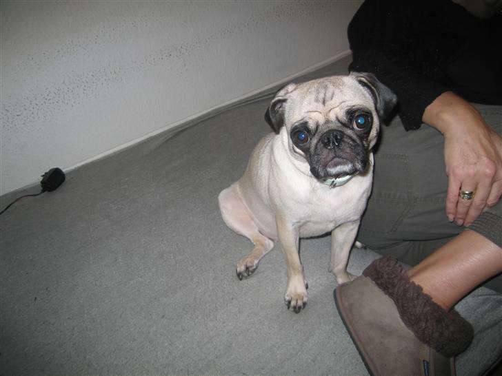 Mops Lola billede 14